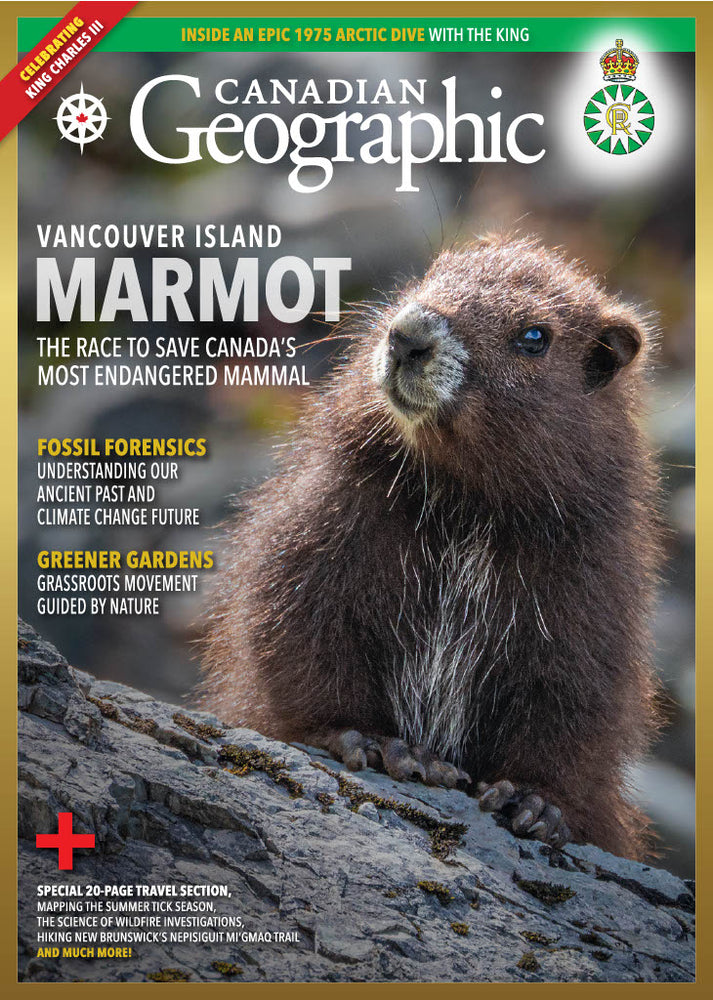 
            
                Load image into Gallery viewer, May/June 2023 | Vancouver Island Marmot
            
        