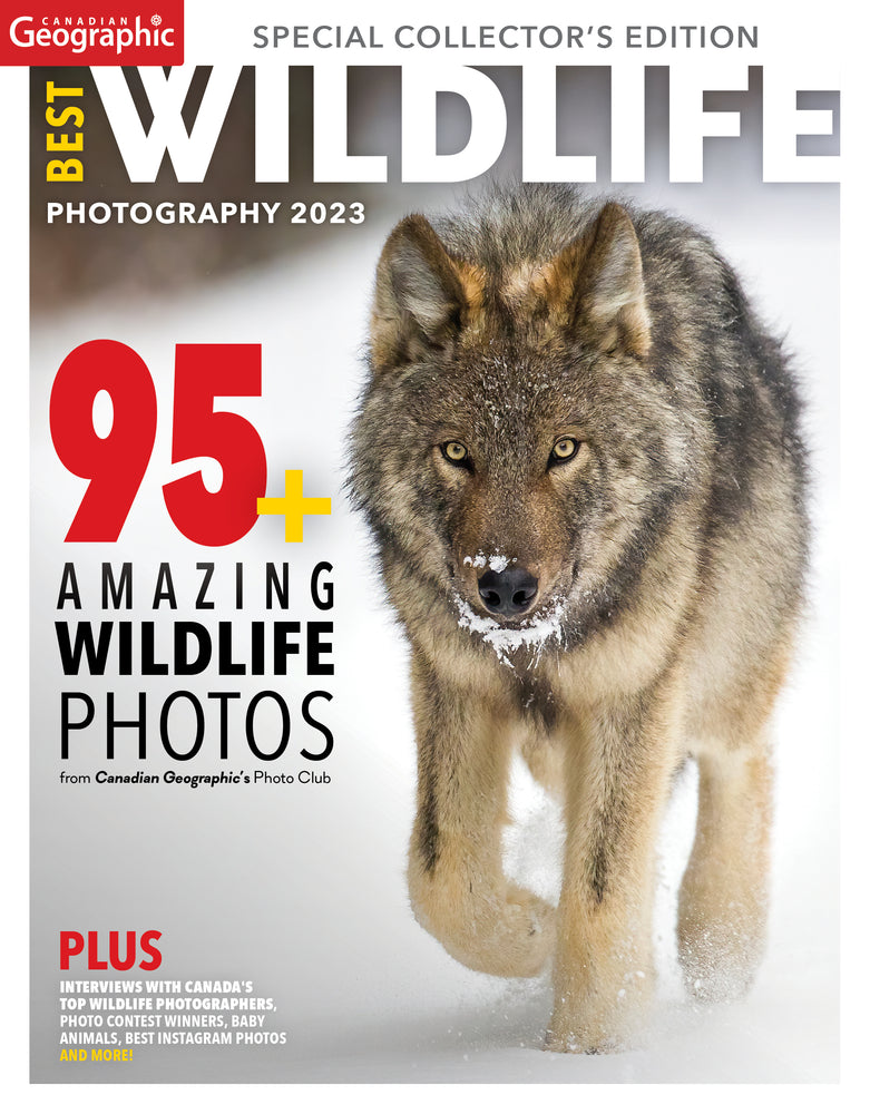 Best Wildlife Photography 2023