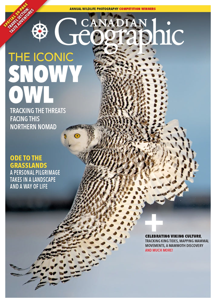 November/December 2022 | The Iconic Snowy Owl